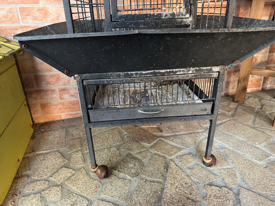 Gaiola papagaio no estado apresentado