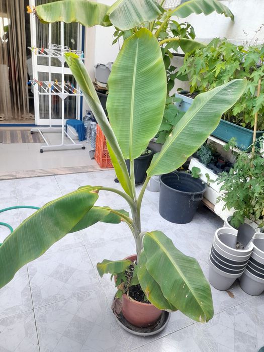 Planta bananeira.