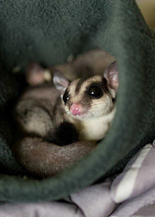 Latopałanka Latopałanki Lotopałanka Lotopałanka młode - samce i samice