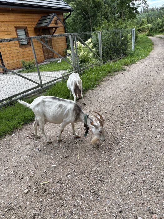 Kozy z mlekiem koza
