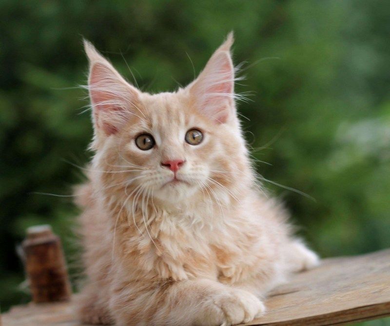 Котик породы мейн-кун