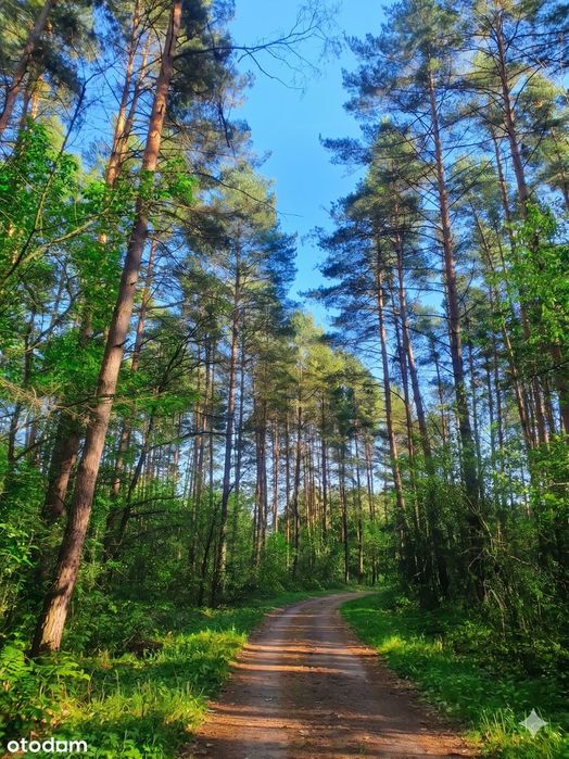Działki rekreacyjne w lesie, na weekendowy odpoczynek-Dolnośląskie!