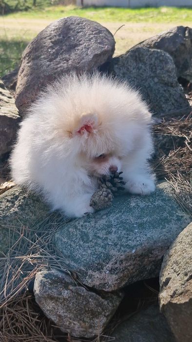 Piekny chlopiec pomeranian