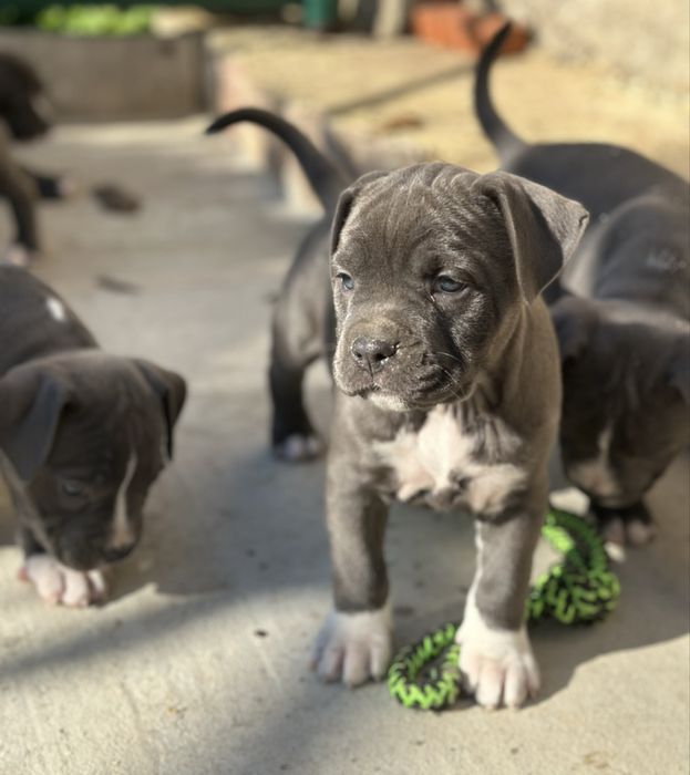 Цуценята АМСТАФФ/АСТ щенки