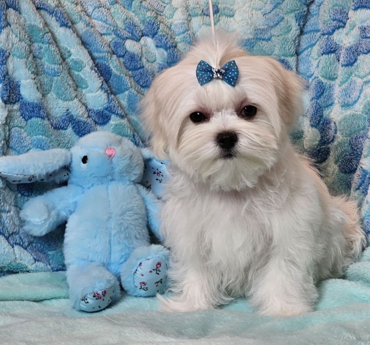 Maltańczyk śliczny piesek FCI.