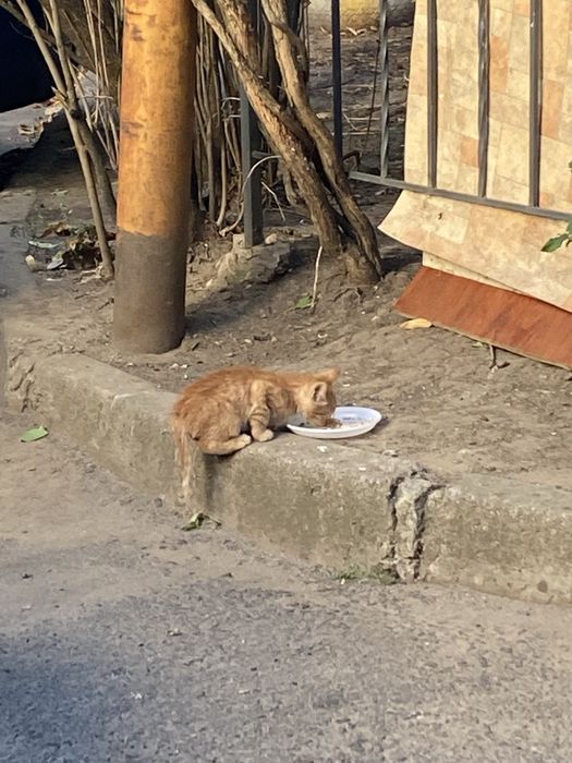 6 котят и мама кошка, ищут дом