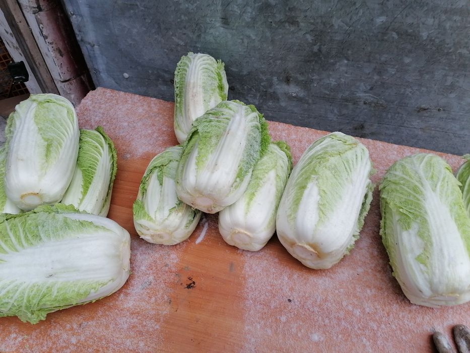 Kapusta pekińska duża 10  kilo wysyłka inpost prosto od rolnika