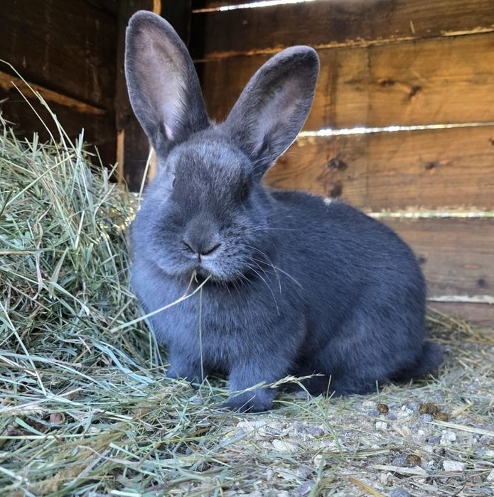 Siano, sianko dla gryzoni.