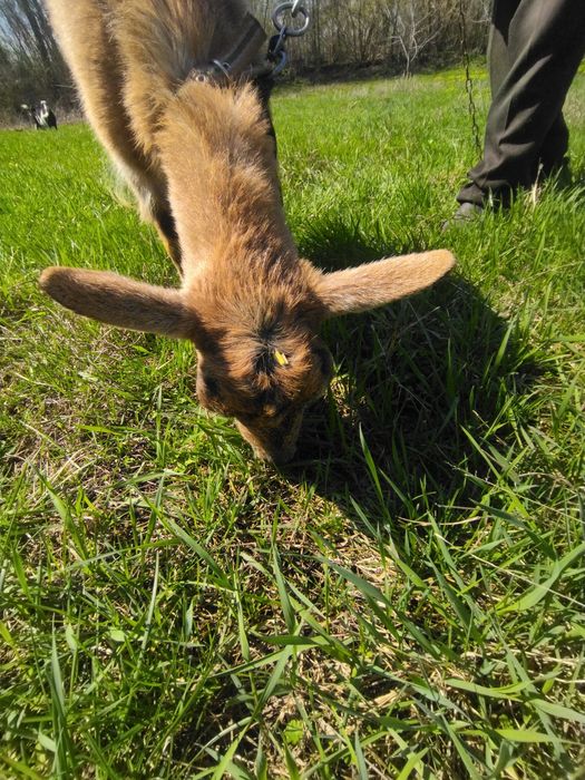 Продається коза дійна безрога