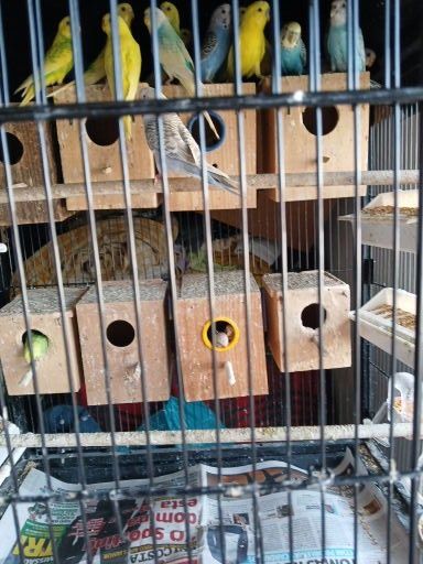 Vendo periquitos machos e fêmeas bons para acasalar ou casal