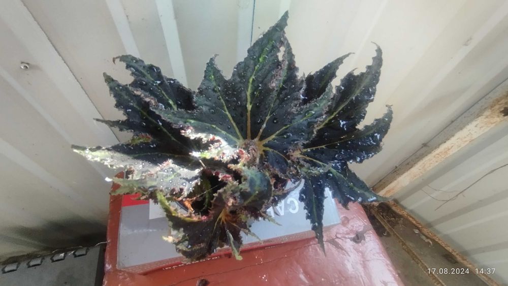 Бегонії  ризомні...