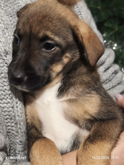 Цуценя з крупних пород безкоштовно