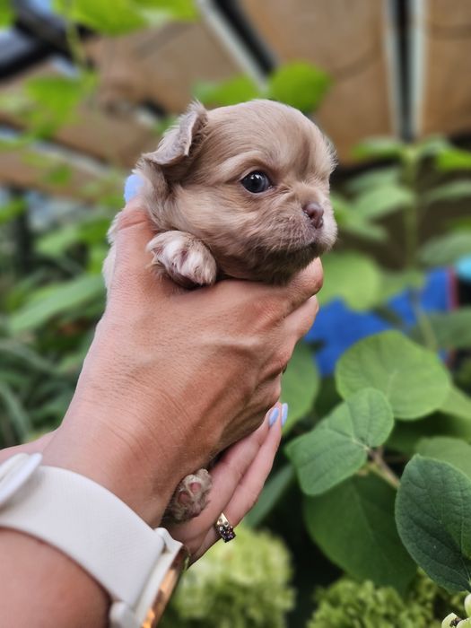 Chihuahua długowłosy śliczny chłopiec  dostępny