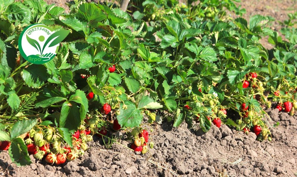 Полуниця копана і в стаканах, та горшках для дому сорт Загадка