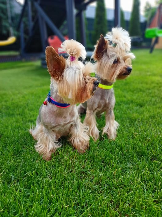 York Yorkshire terrier doświadczony reproduktor