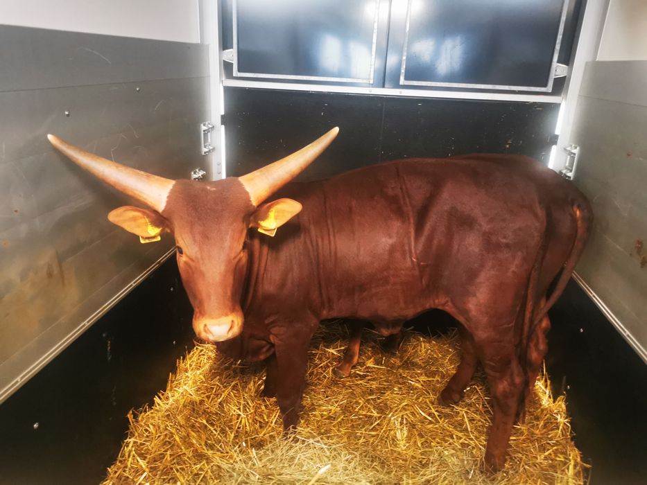 Transport koni i zwierząt egzotycznych – ZOO i hodowcy .