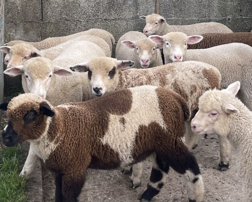 Borregada machos e femeas  ( p3 , merino , île de france ) ler anuncio