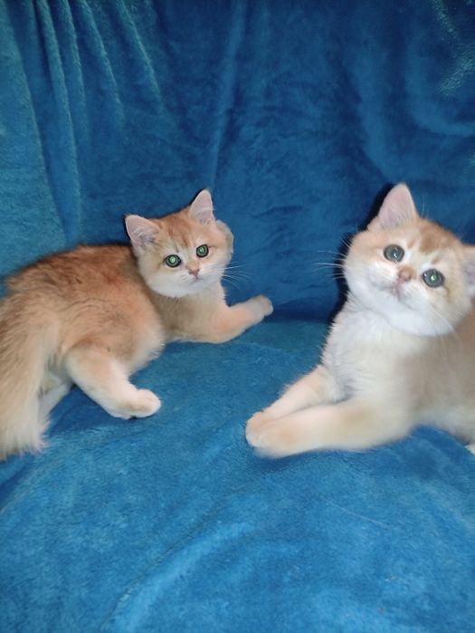 По літній ціні пропонується діточки британці золотої шиншили