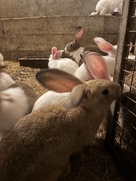 Coelhos criação rural.