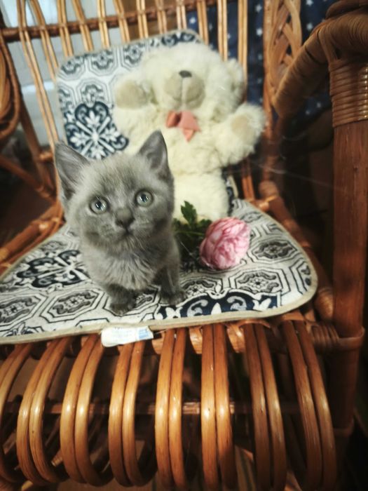 Кошенята шукають люблячу родину