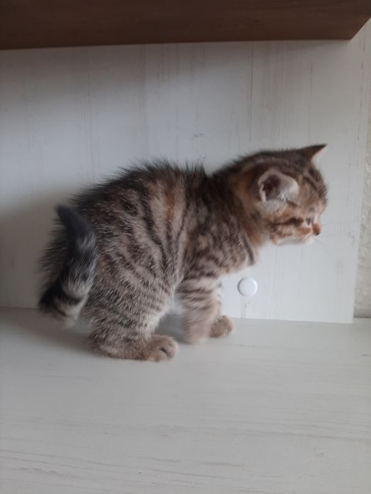 Котенятко шотландське