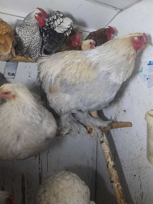 Kury serebrytki ozdobne