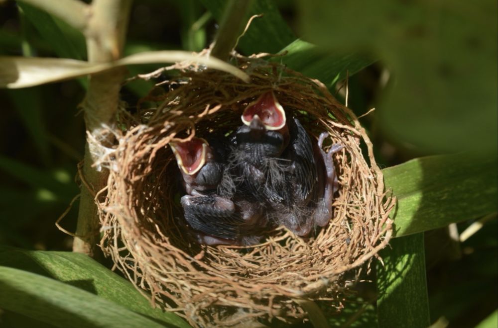 Tiziu 2024 - Fauna Brasileira