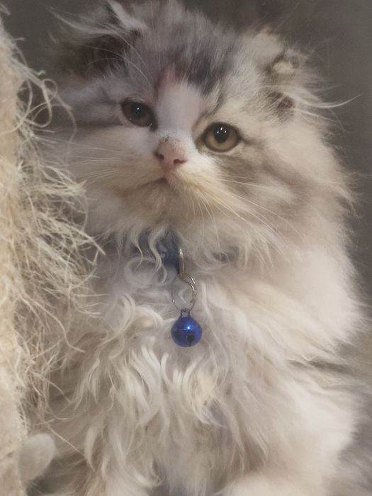 Gatinho Persa fabuloso