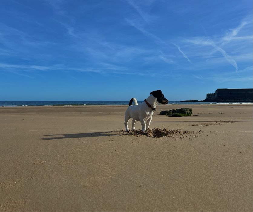 Dog sitting /  Dog boarding