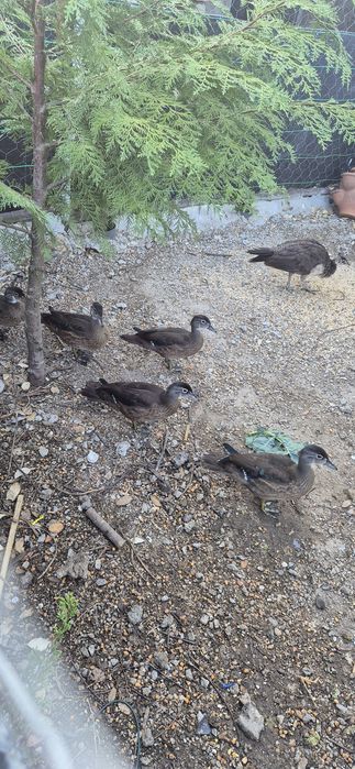 Casa Patos carolino