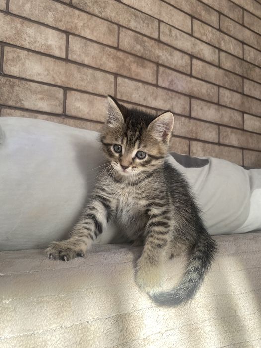 Котята тигрята шотландские