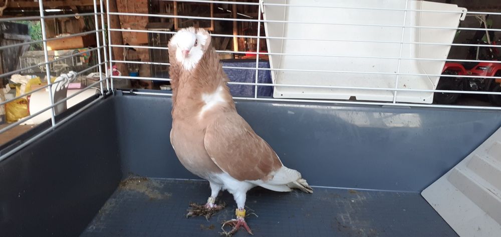 Gołębie rasowe kapucyn