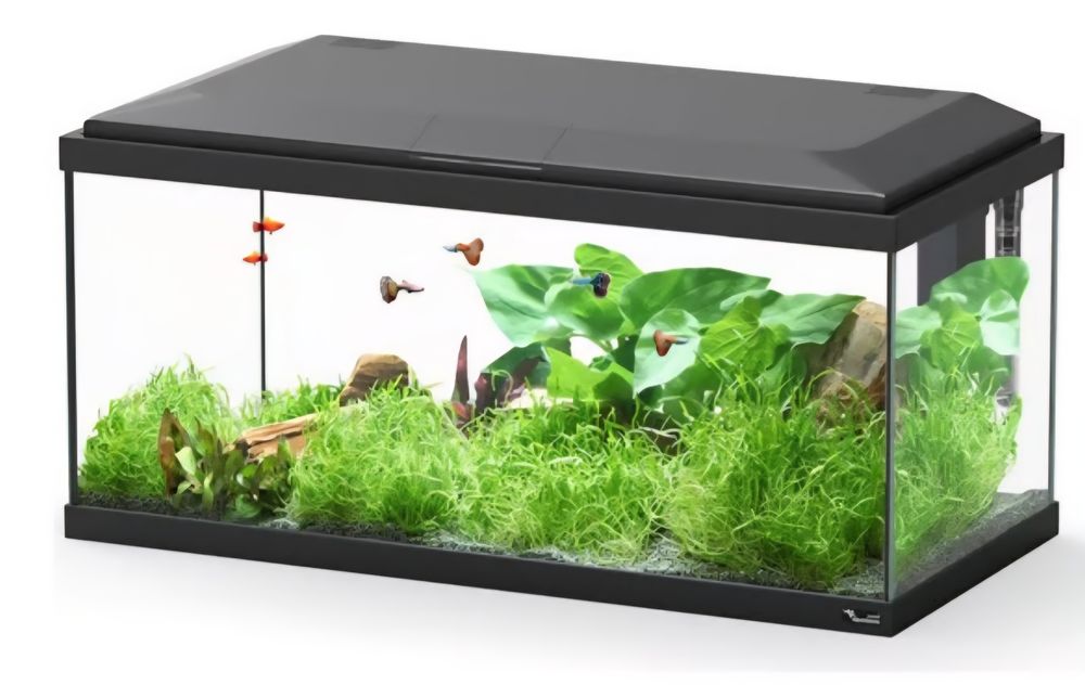 Aquários de diferentes tamanhos e modelos