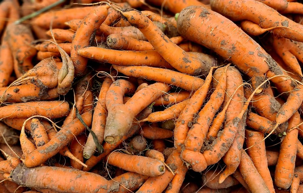 Marchew 24kg odsort słodka soczysta