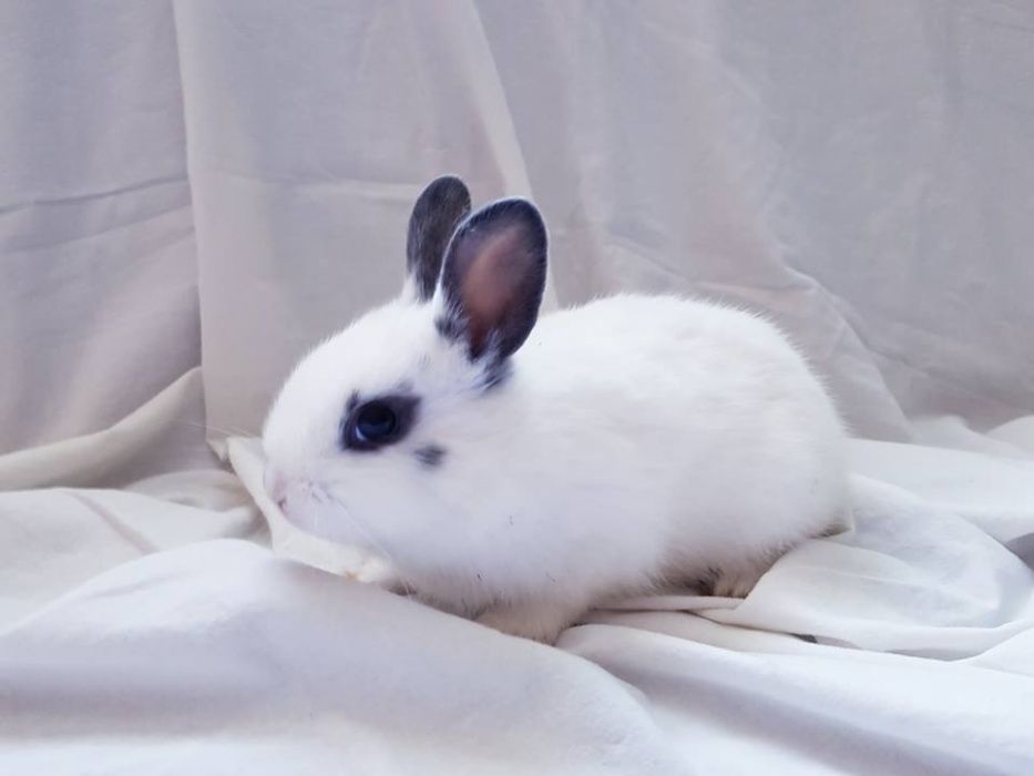 Malutkie Królik króliki miniaturka miniaturki