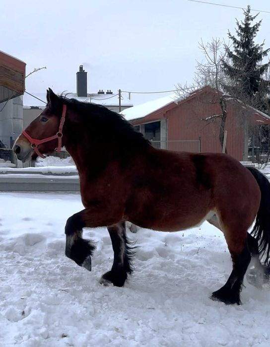 Klacz zimnokrwista PKZ księga główna