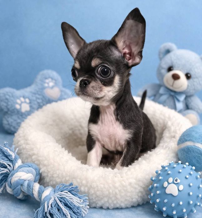 Chihuahua blue tan mini