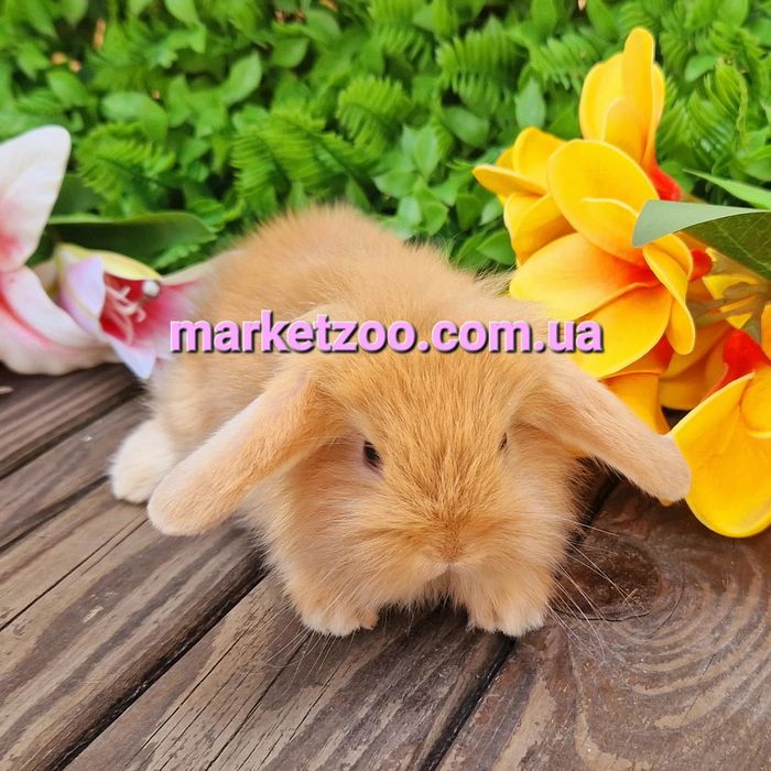 карликовый мини mini lop мiнi кролик,карликовые кролики баранчик висло