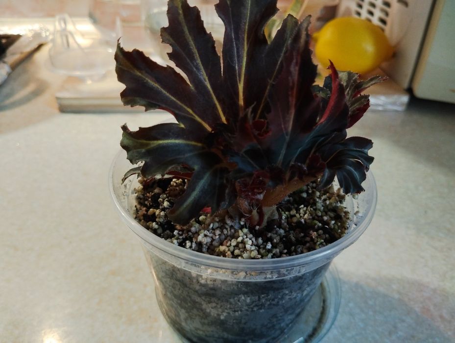 Бегонія фламенко