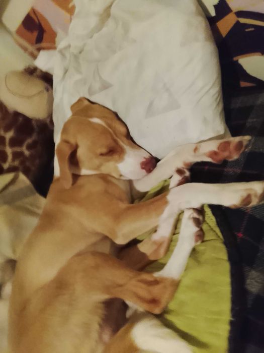 Cão para a adoção