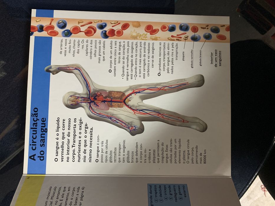 Livro didático do corpo humano para criancas