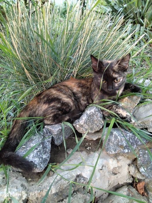 тварини Коти 6 місяців