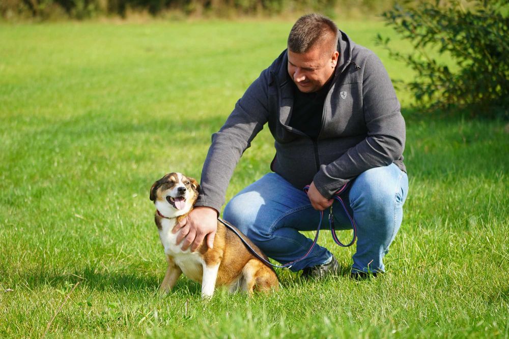 Flog - rewelacyjny pies szuka domu