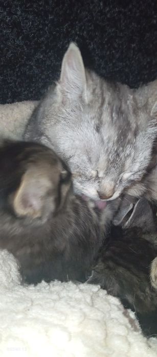 Гарнюня котик британський віскас