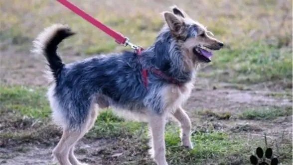 Amik  już 8 lat czeka na dom , w cieszyńskim azylu dla zwierząt