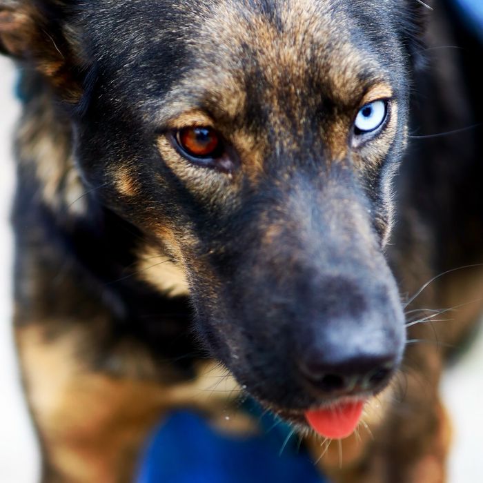 Ельза шукає родину