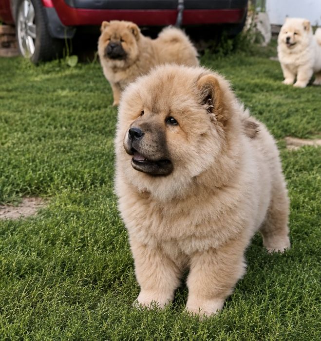 Chow chow szczeniak suczka