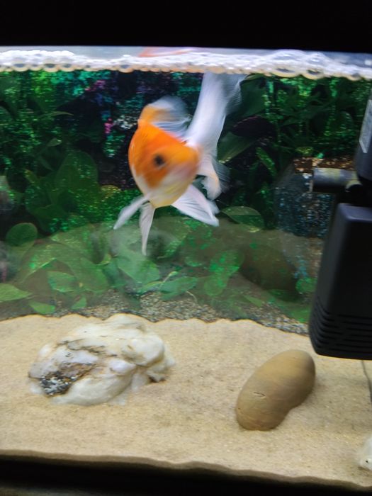 Vendo ou troco peixes