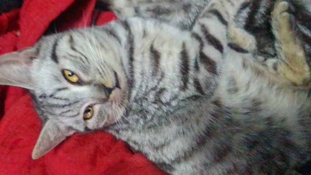 Шотландская кошка кiт