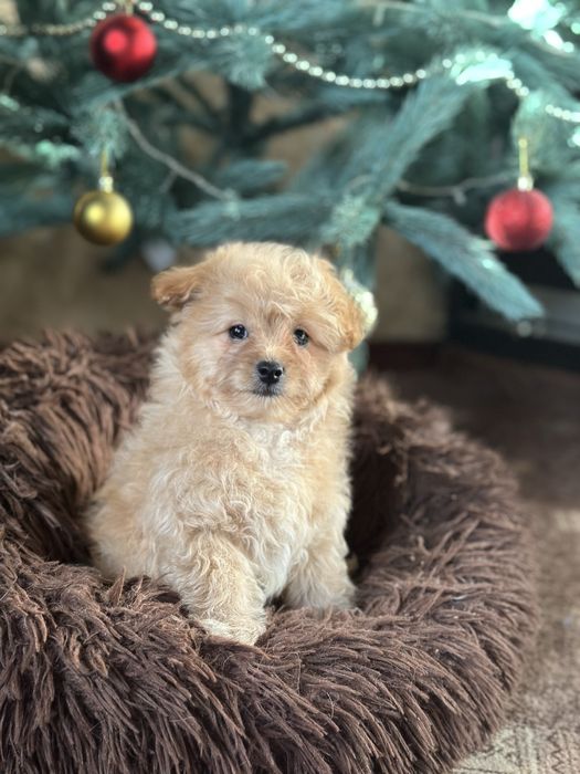 Міні Мальтіпу хлопчик